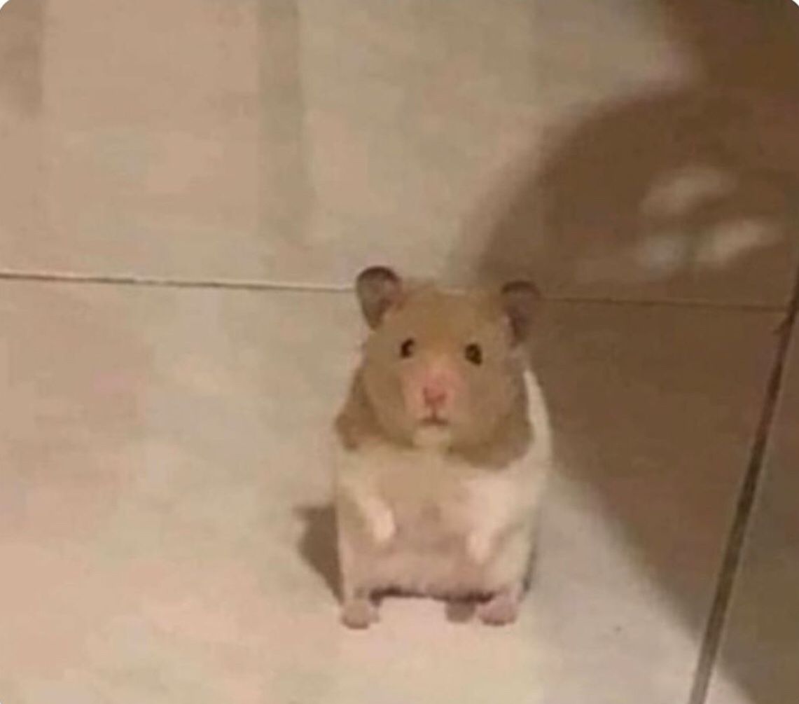 Meme chuột hamster cực cute