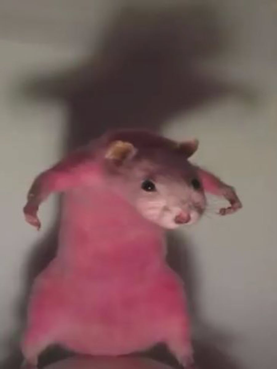 Meme chuột hamster cực hài