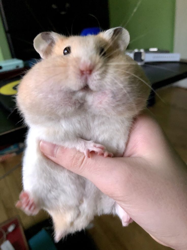 Meme chuột hamster cute nhất