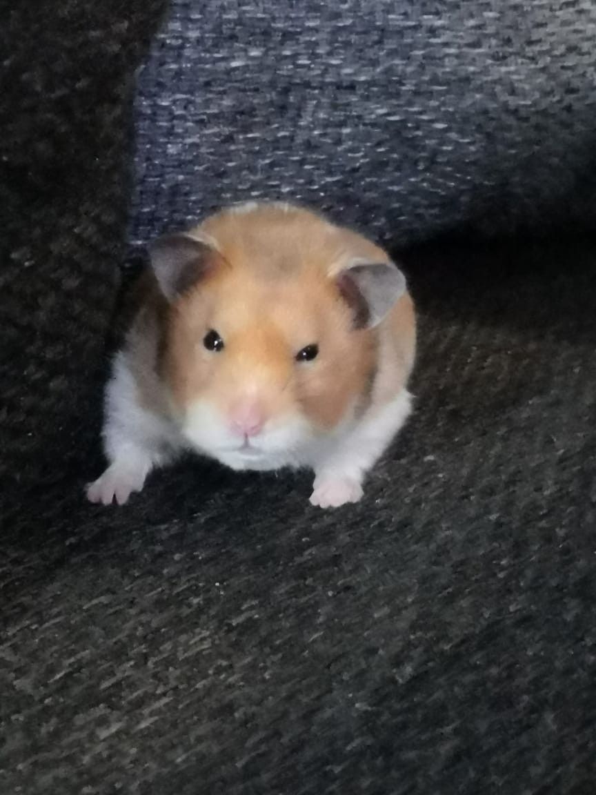 Meme chuột hamster cute