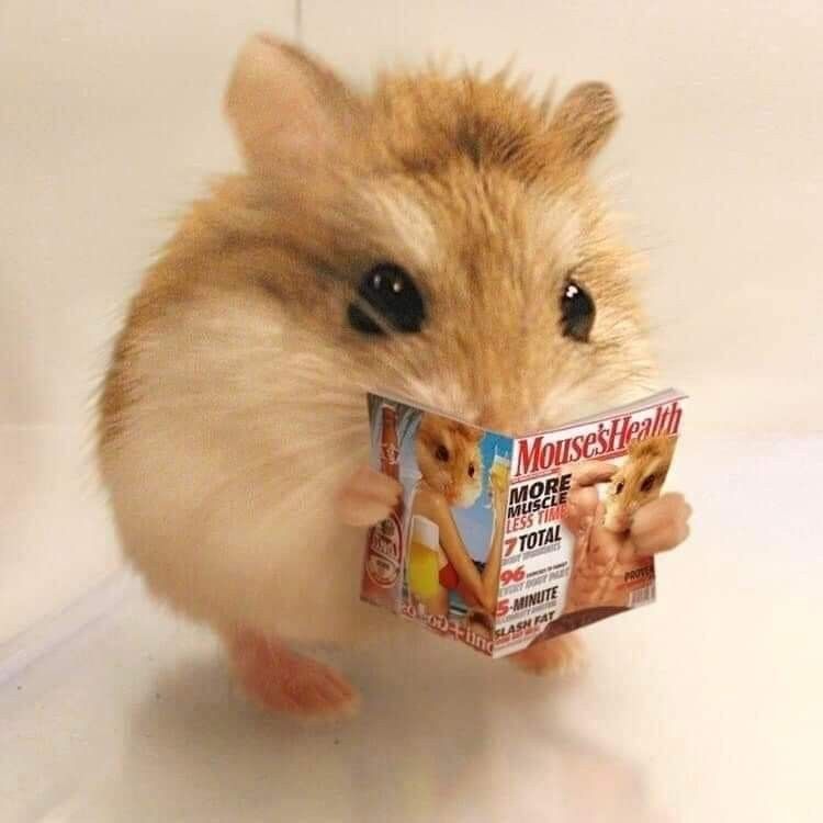 Meme chuột hamster dễ thương nhất