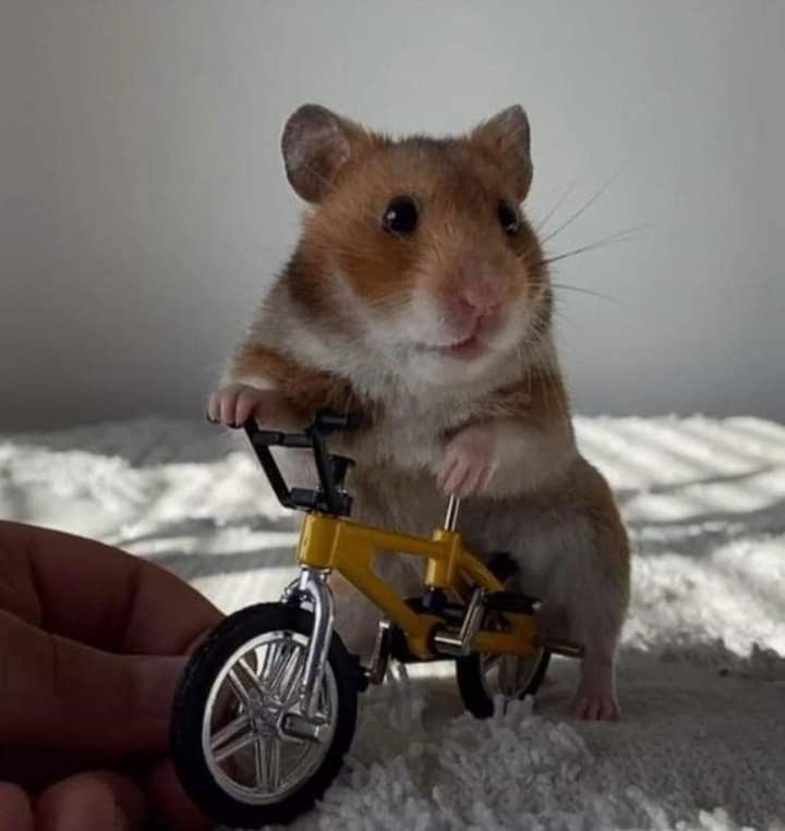 Meme chuột hamster dễ thương