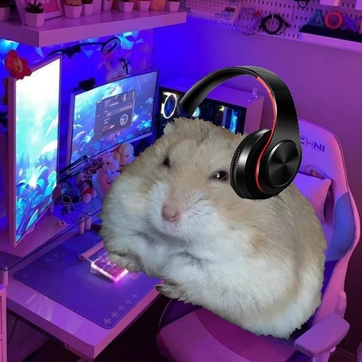 Meme chuột hamster độc đáo nhất