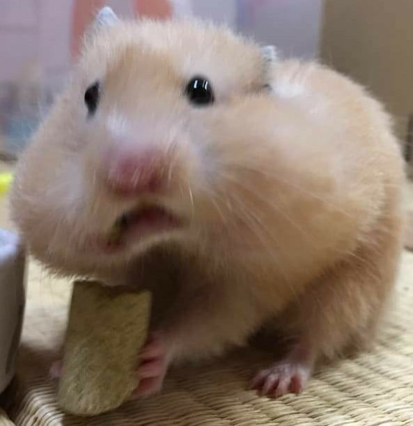 Meme chuột hamster hài hước