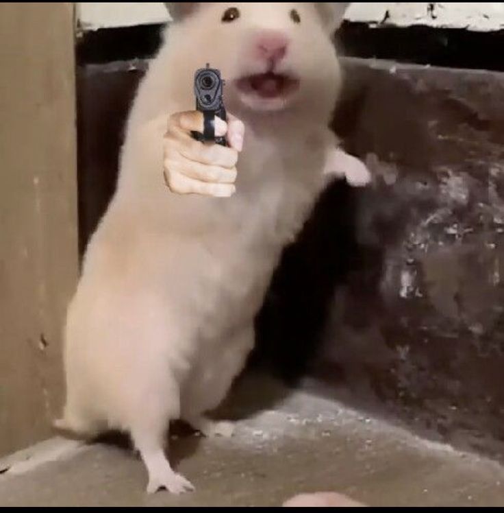 Meme chuột hamster hài nhất