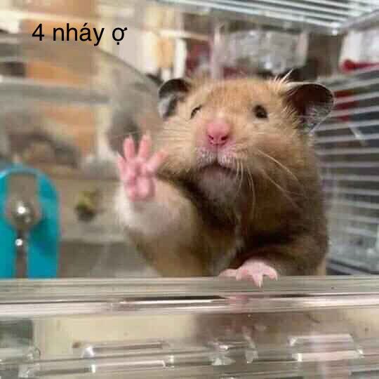 Meme chuột hamster siêu cute