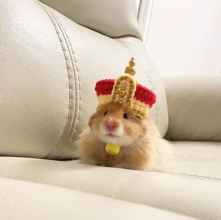 Meme chuột hamster siêu đáng yêu