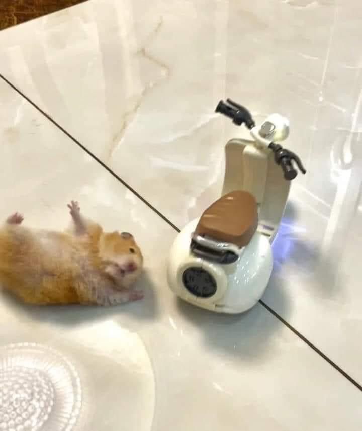 Meme chuột hamster siêu dễ thương