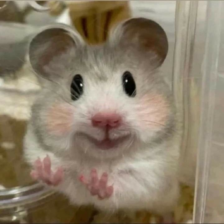 Meme chuột hamster siêu độc đáo