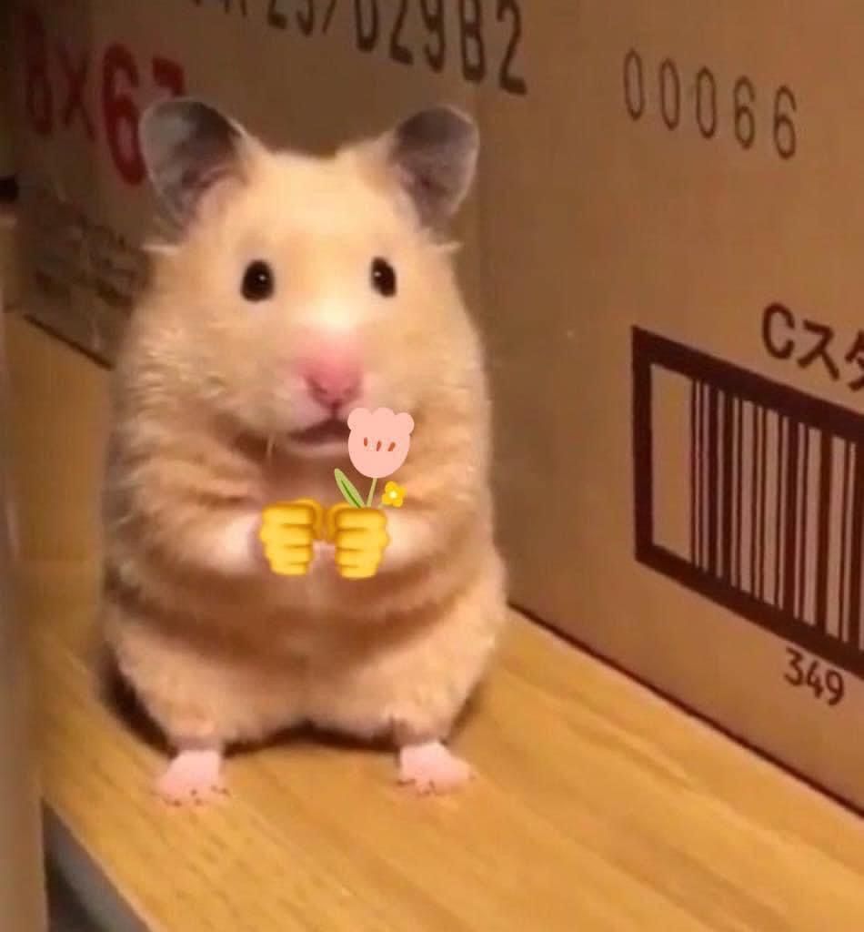 Meme chuột hamster siêu hài