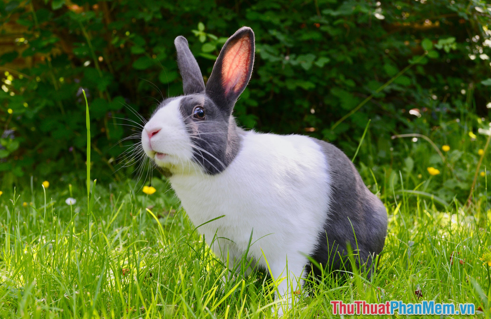 Bài văn tả con thỏ