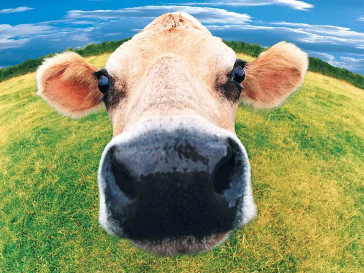 Avatar bò sữa bựa