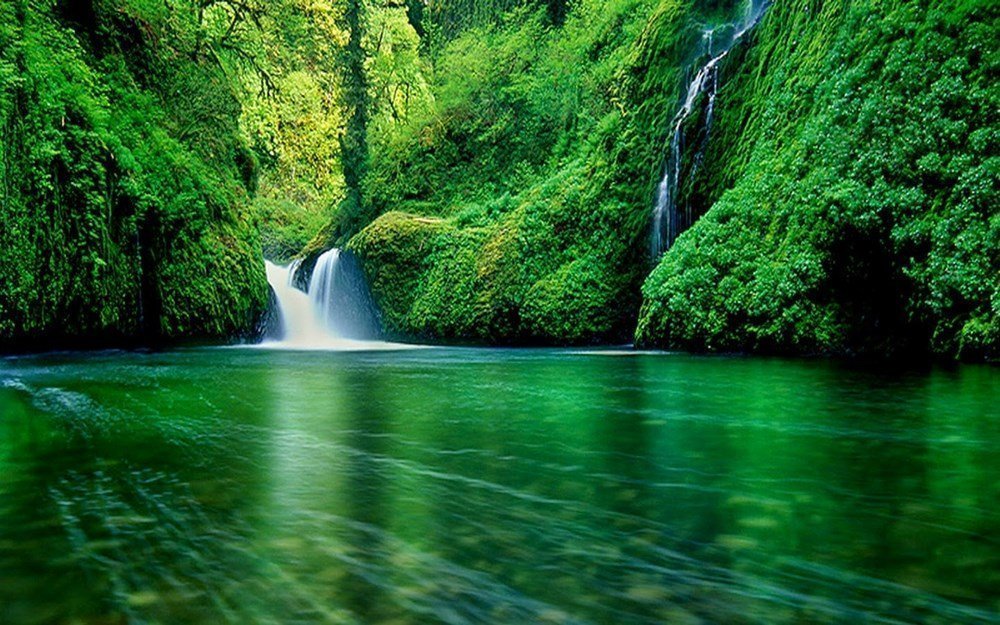 Avatar phong cảnh rừng xanh đẹp