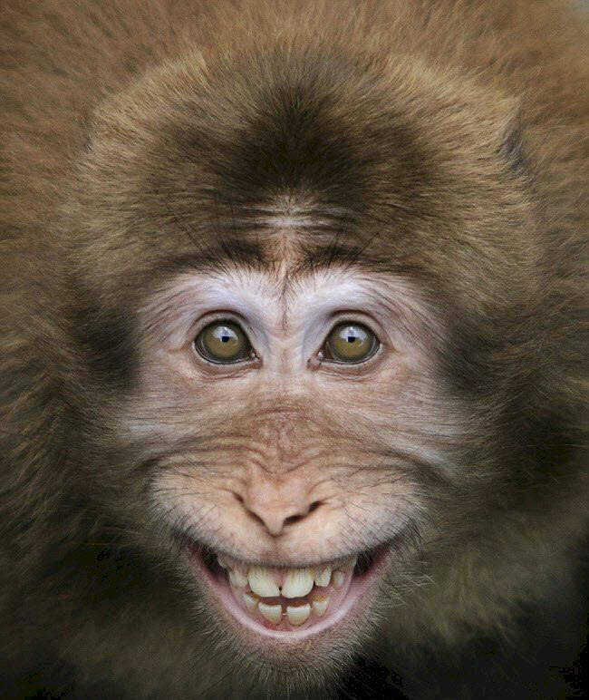 Ảnh khỉ cười cực hài hước