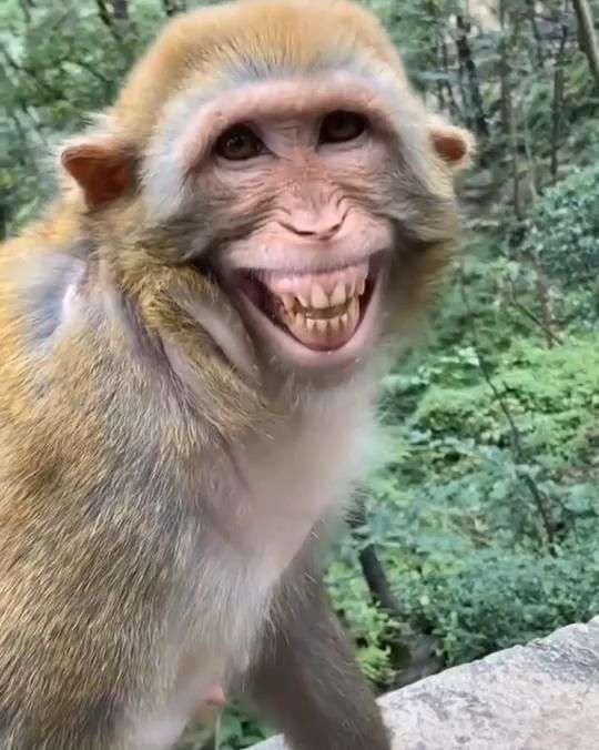 Ảnh khỉ cười hài hước