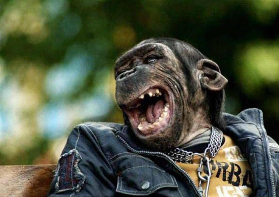 Ảnh khỉ cười vui vẻ độc đáo nhất