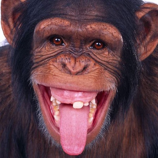 Hình ảnh khỉ cười siêu hài hước