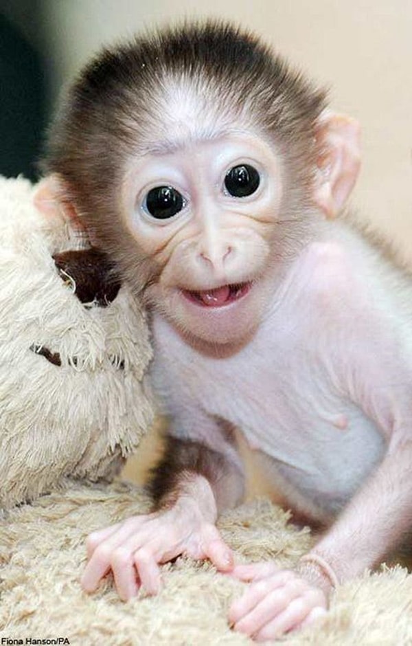 Hình ảnh khỉ cười vui vẻ cực cute