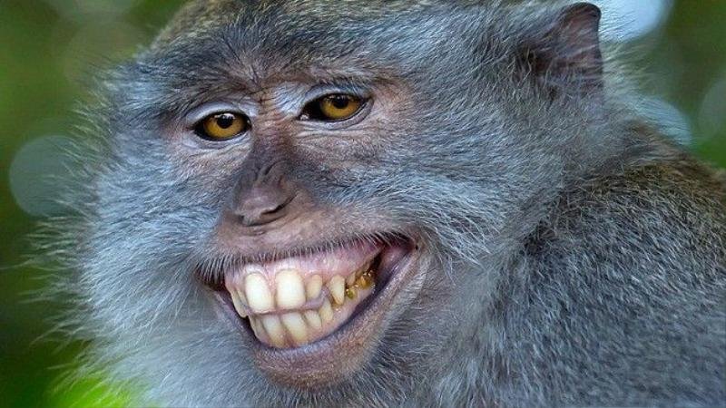 Hình khỉ cười vui vẻ siêu độc đáo
