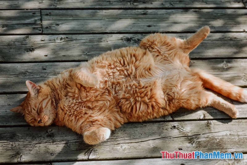 Nằm mơ mèo đang nằm tắm nắng