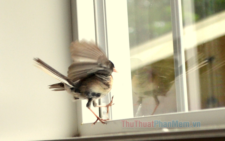 Chim sẻ bay vào nhà là điềm gì - Số bao nhiêu - Tốt hay xấu