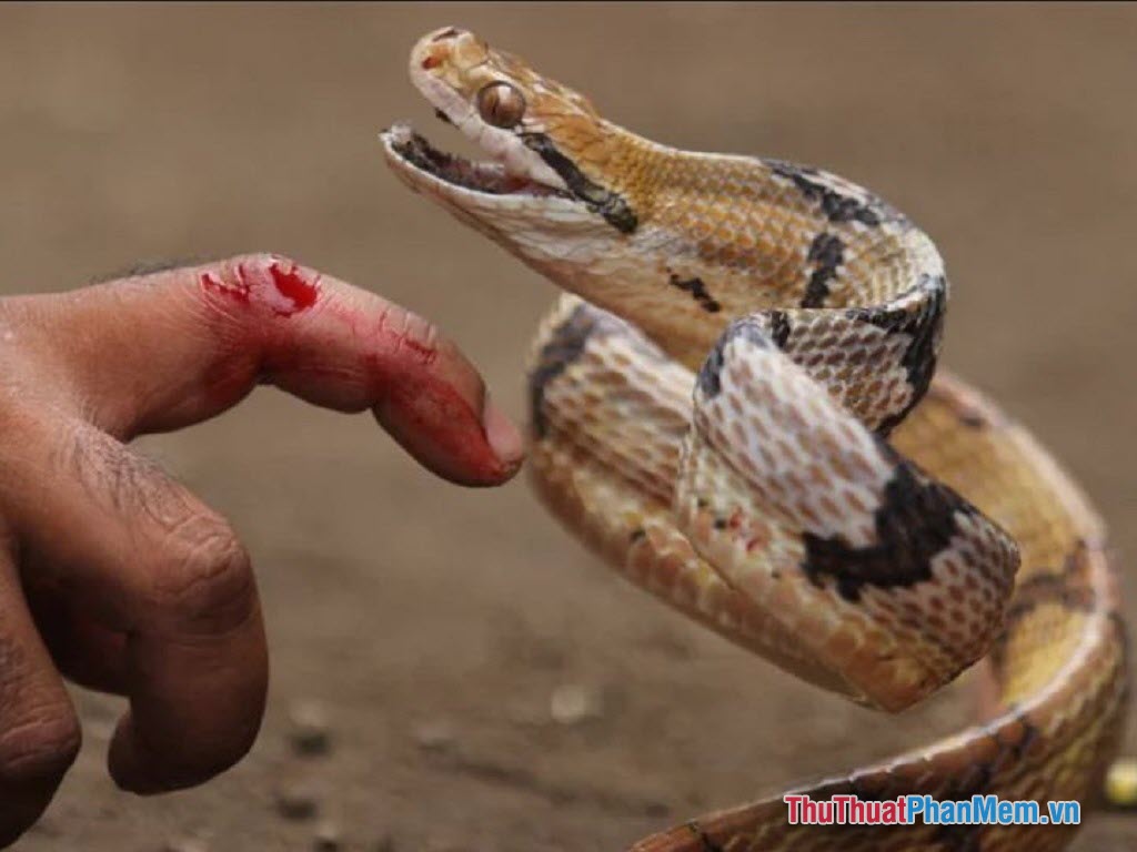 Thương nhân mơ thấy ngón tay mình chảy máu do rắn cắn