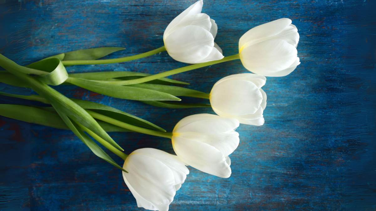Ảnh hoa Tulip trắng cực đẹp