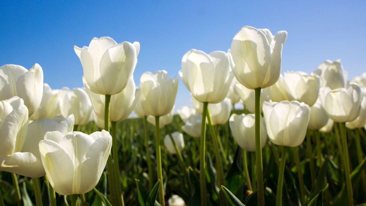 Ảnh hoa Tulip trắng đẹp