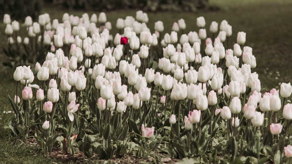 Ảnh hoa Tulip trắng siêu đẹp