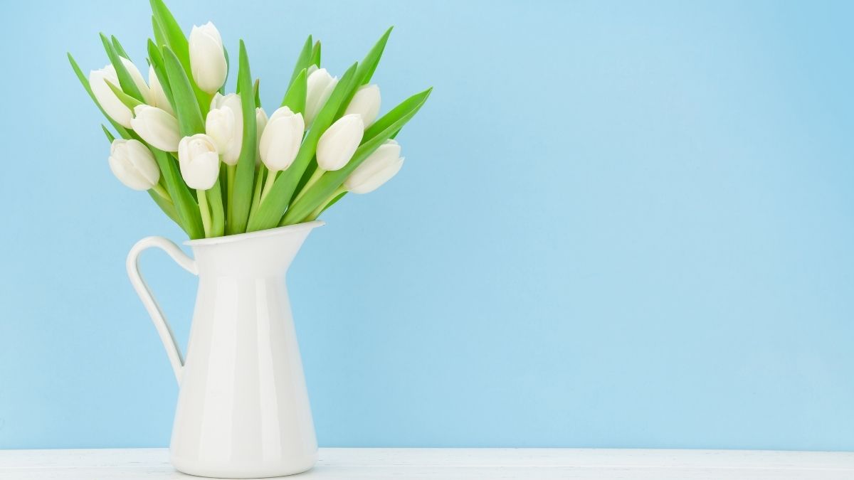 Ảnh hoa Tulip trắng tuyệt đẹp
