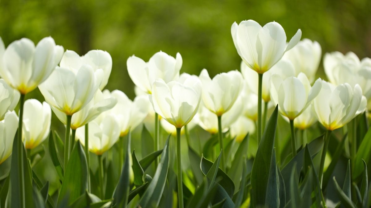 Ảnh hoa Tulip trắng