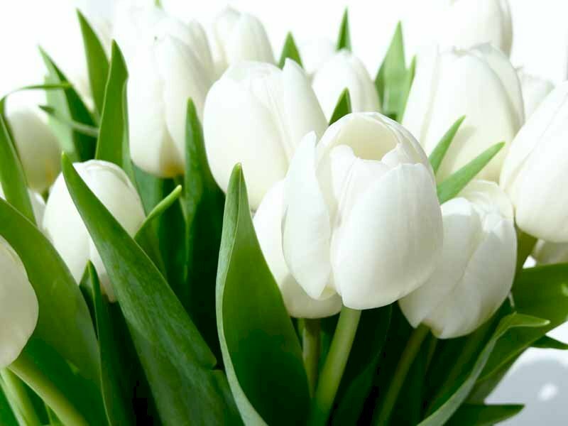 Ảnh nền hoa Tulip trắng cực đẹp