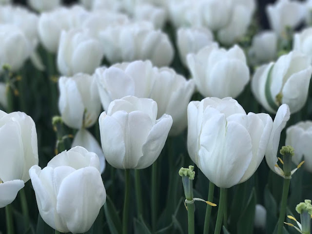 Ảnh nền hoa Tulip trắng đẹp