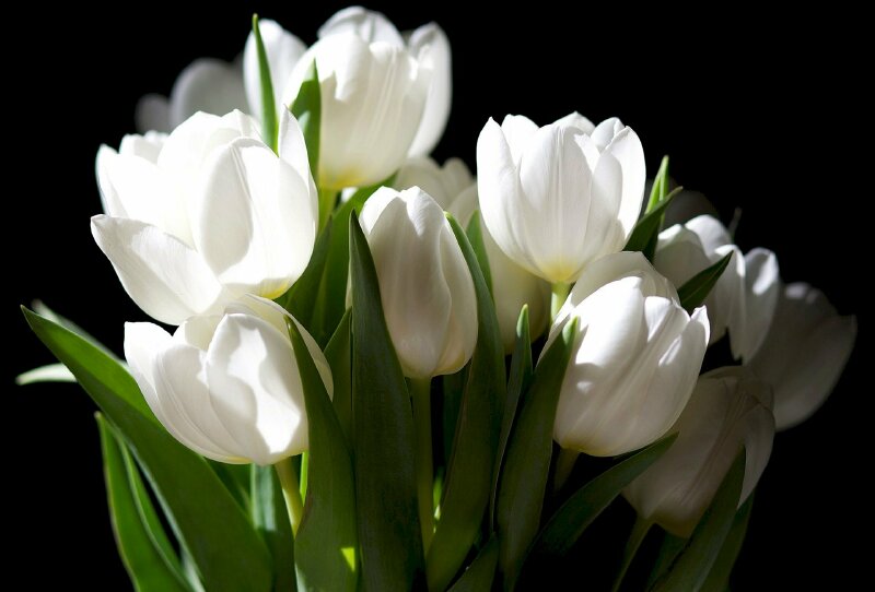 Ảnh nền hoa Tulip trắng siêu đẹp