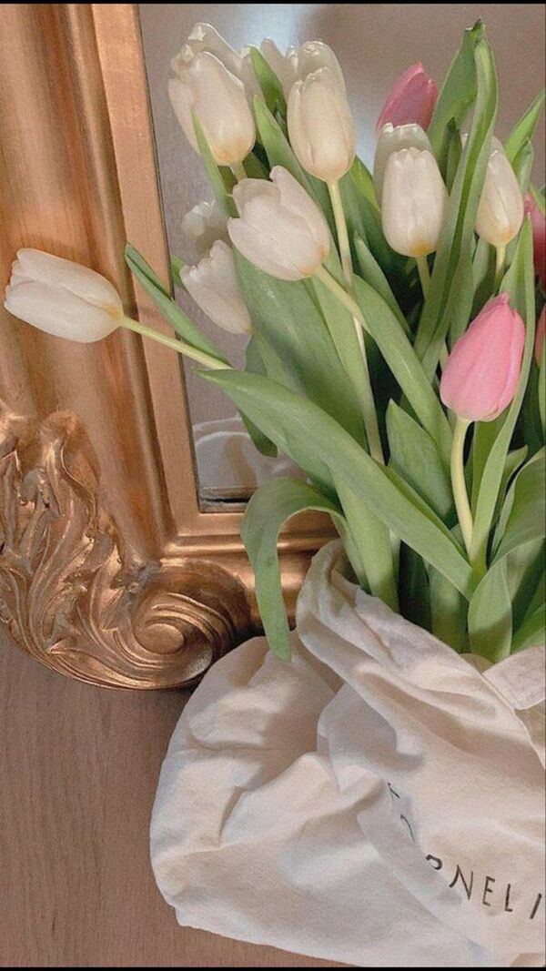 Ảnh nền hoa Tulip trắng