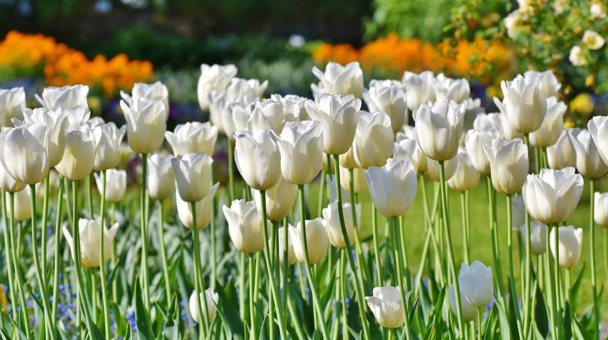 Hình ảnh hoa Tulip trắng cực đẹp
