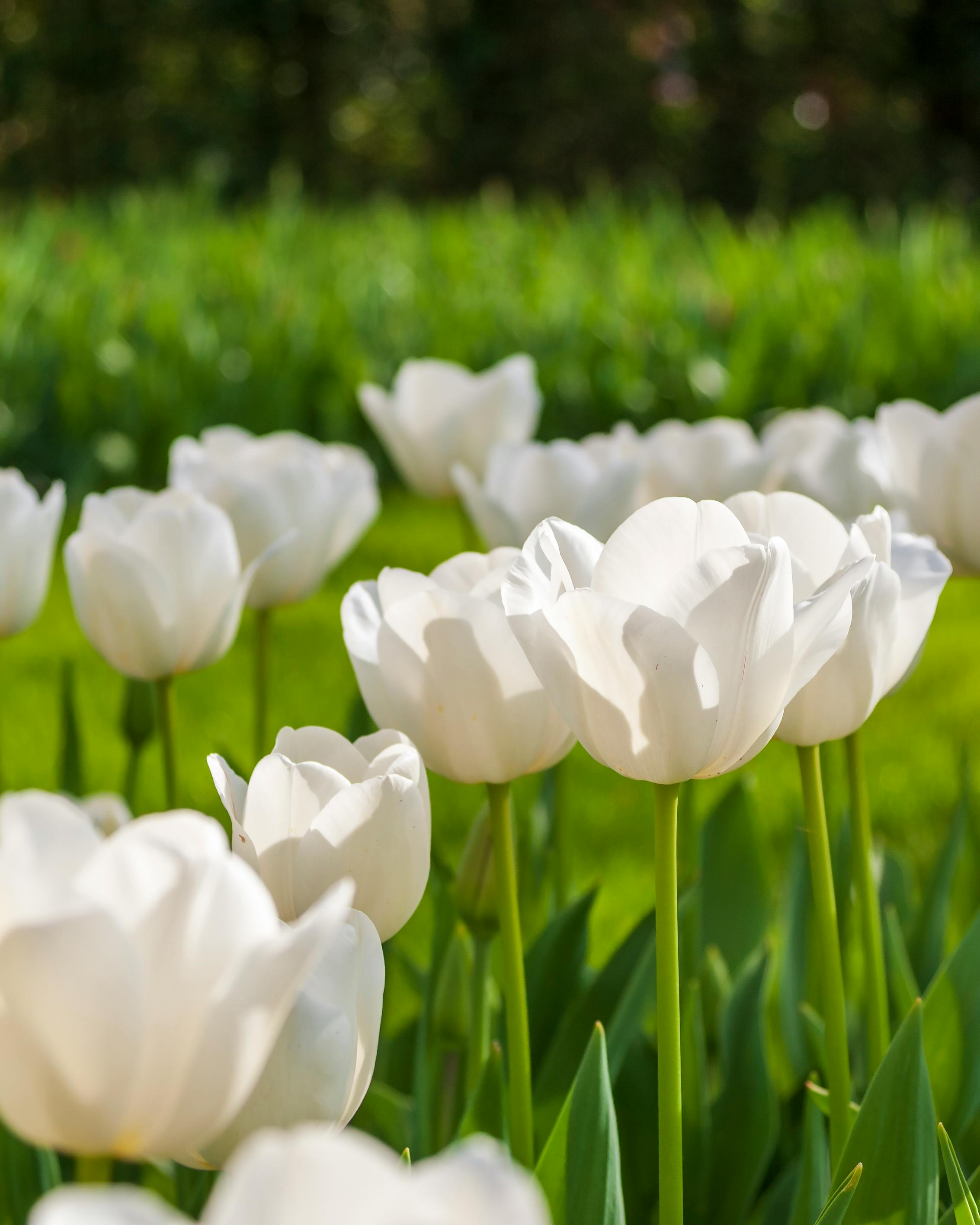Hình ảnh hoa Tulip trắng cực độc đáo