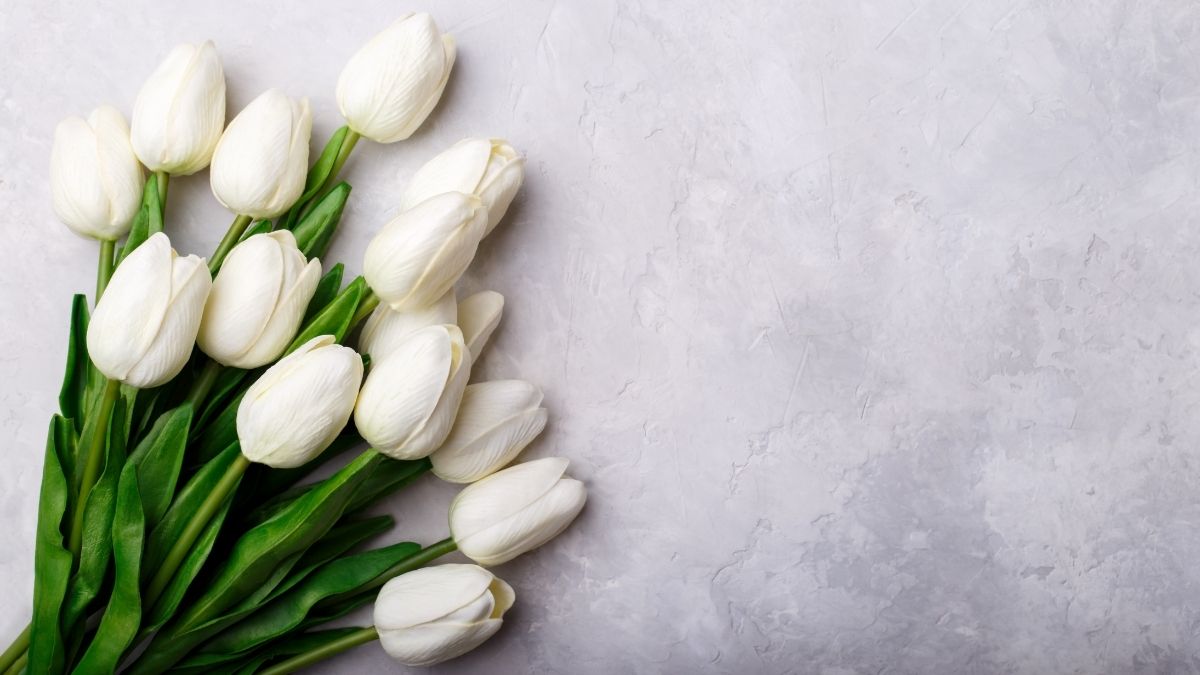 Hình ảnh hoa Tulip trắng đẹp