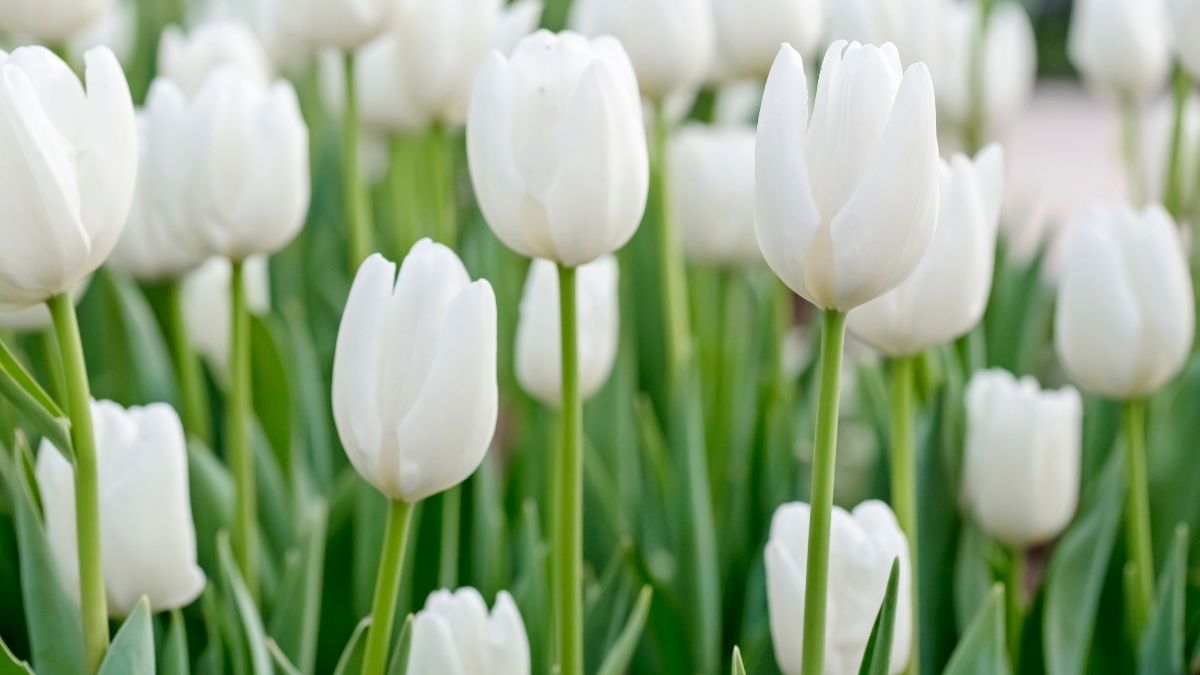 Hình ảnh hoa Tulip trắng siêu đẹp