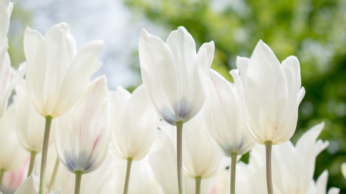 Hình ảnh hoa Tulip trắng tuyệt đẹp