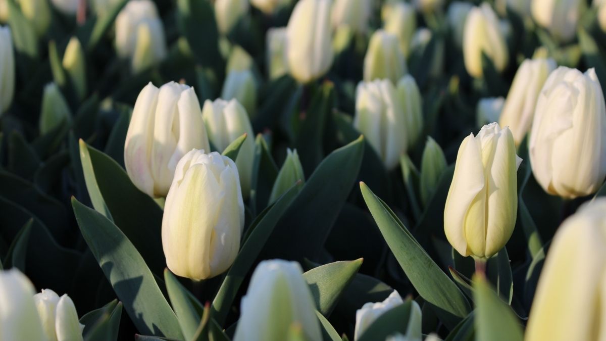 Hình ảnh hoa Tulip trắng