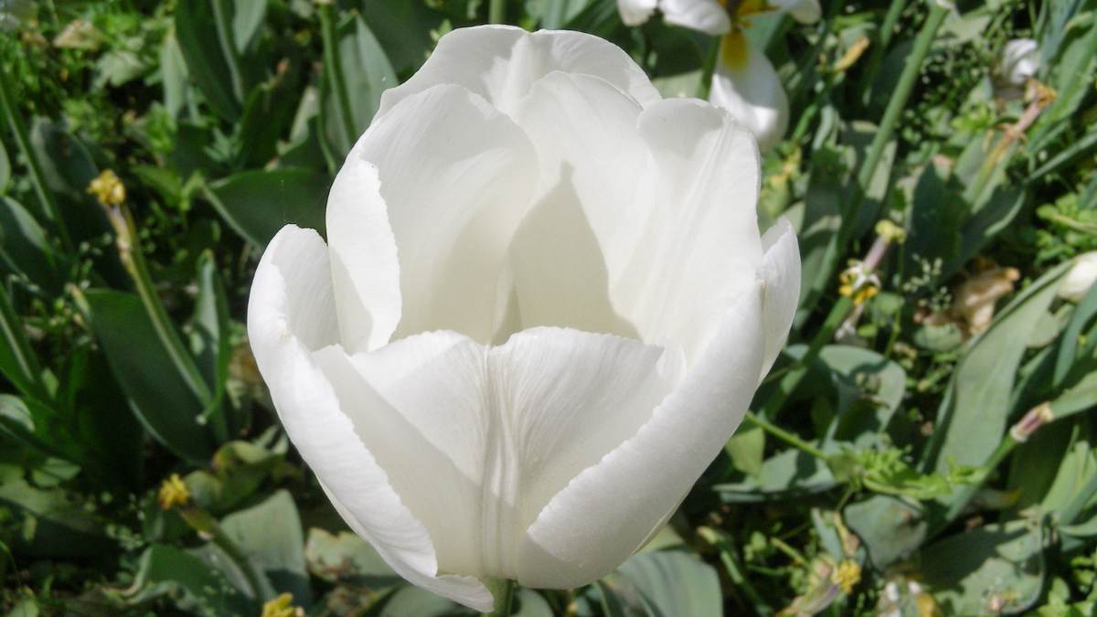 Hình ảnh nền hoa Tulip trắng cực đẹp