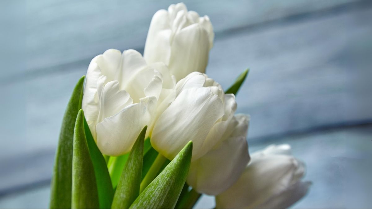 Hình ảnh nền hoa Tulip trắng đẹp