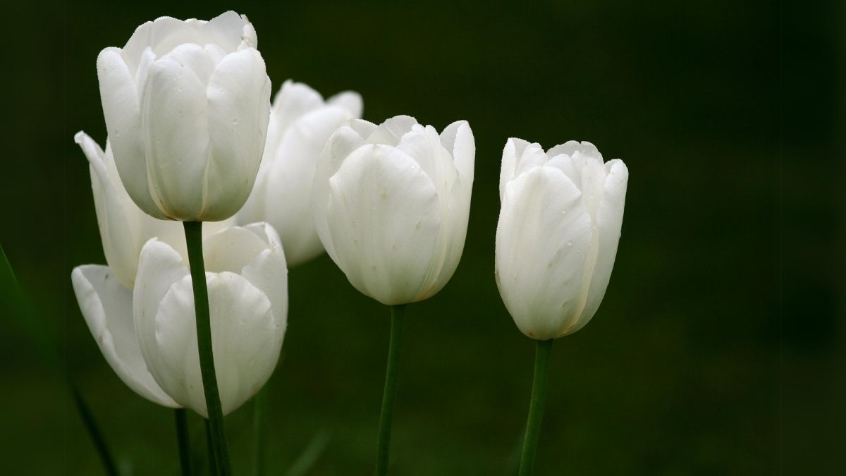 Hình ảnh nền hoa Tulip trắng siêu đẹp