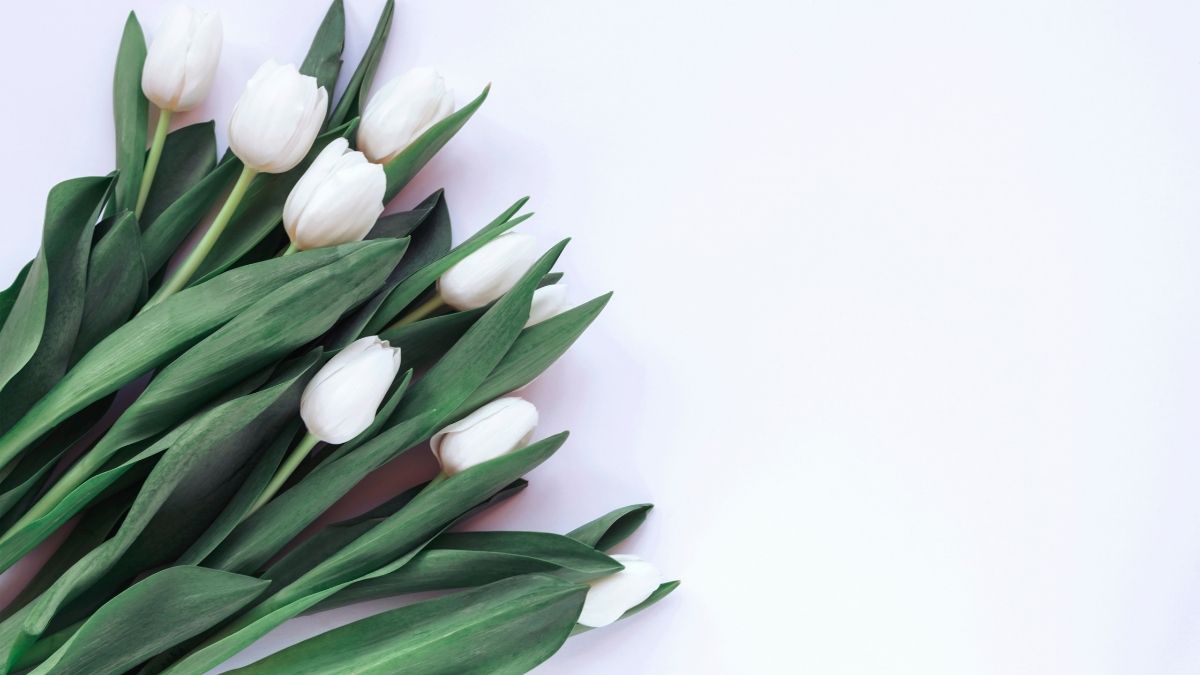Hình ảnh nền hoa Tulip trắng