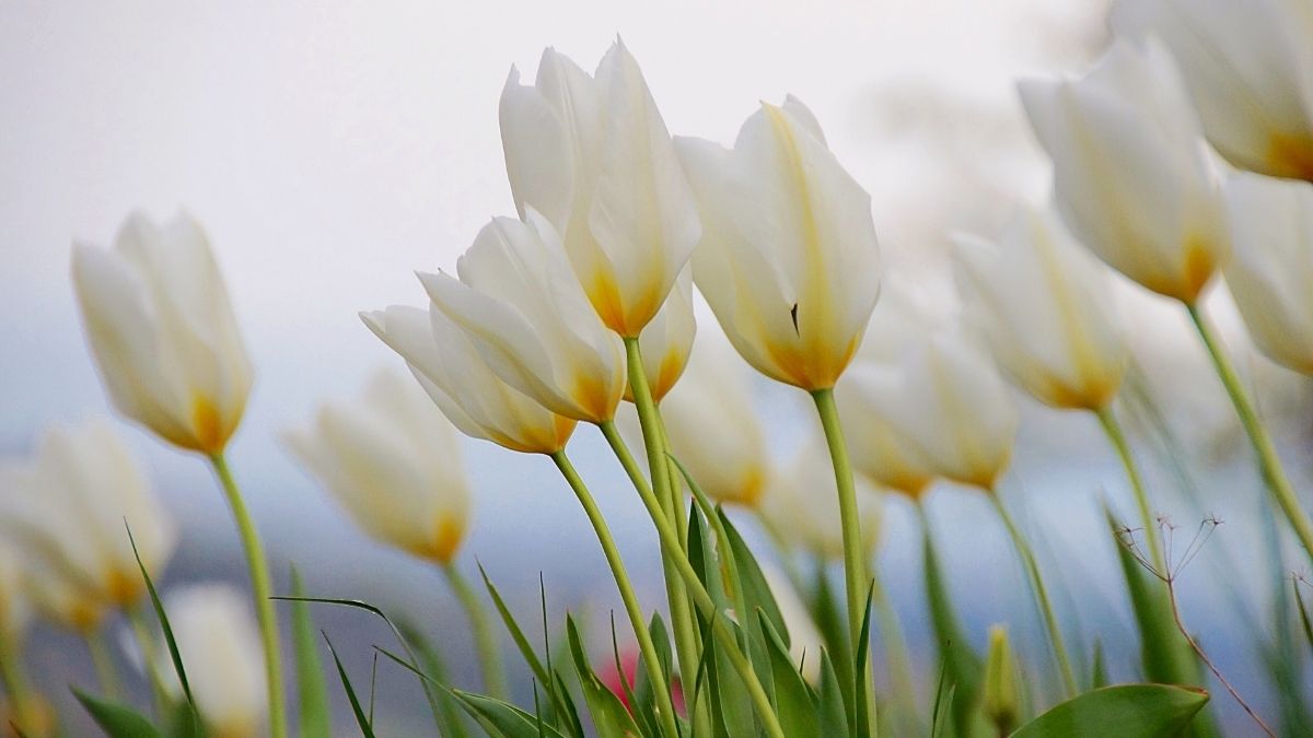 Hình hoa Tulip trắng cực đẹp