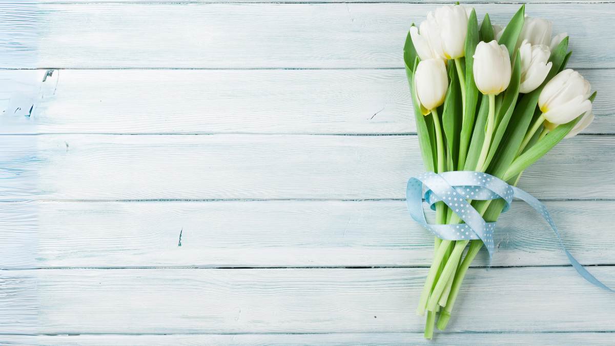 Hình hoa Tulip trắng đẹp nhất