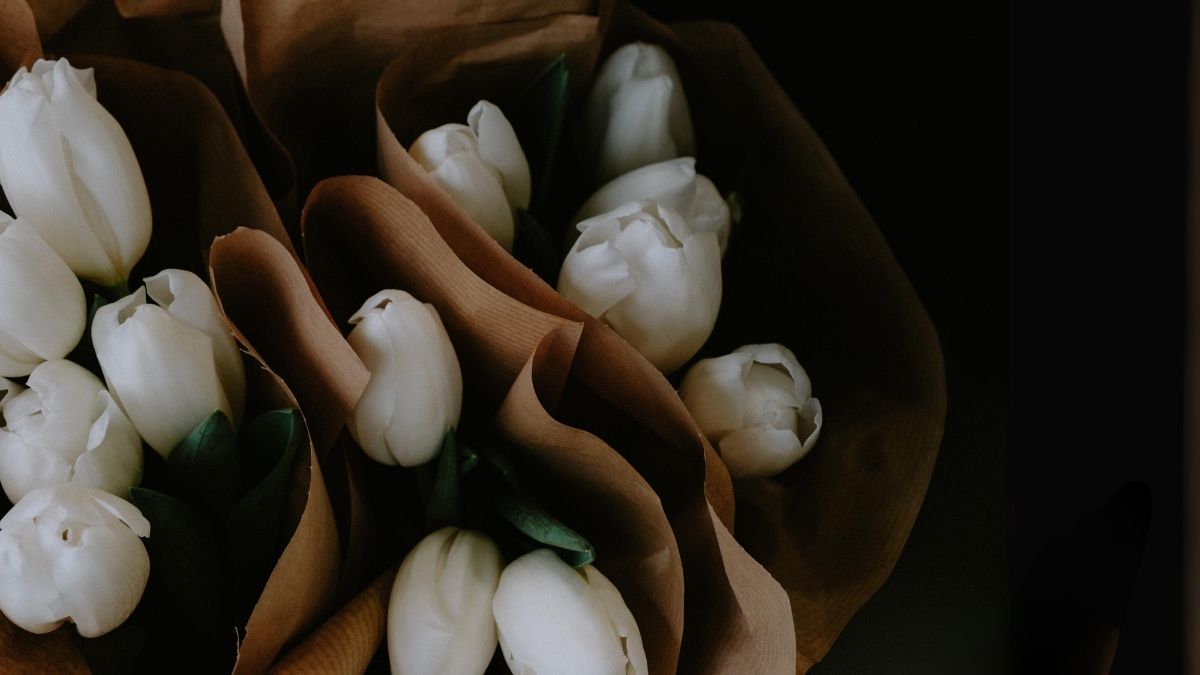 Hình hoa Tulip trắng đẹp