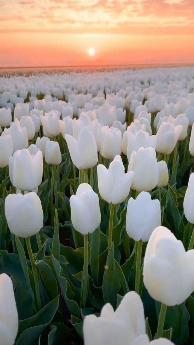 Hình hoa Tulip trắng siêu đẹp