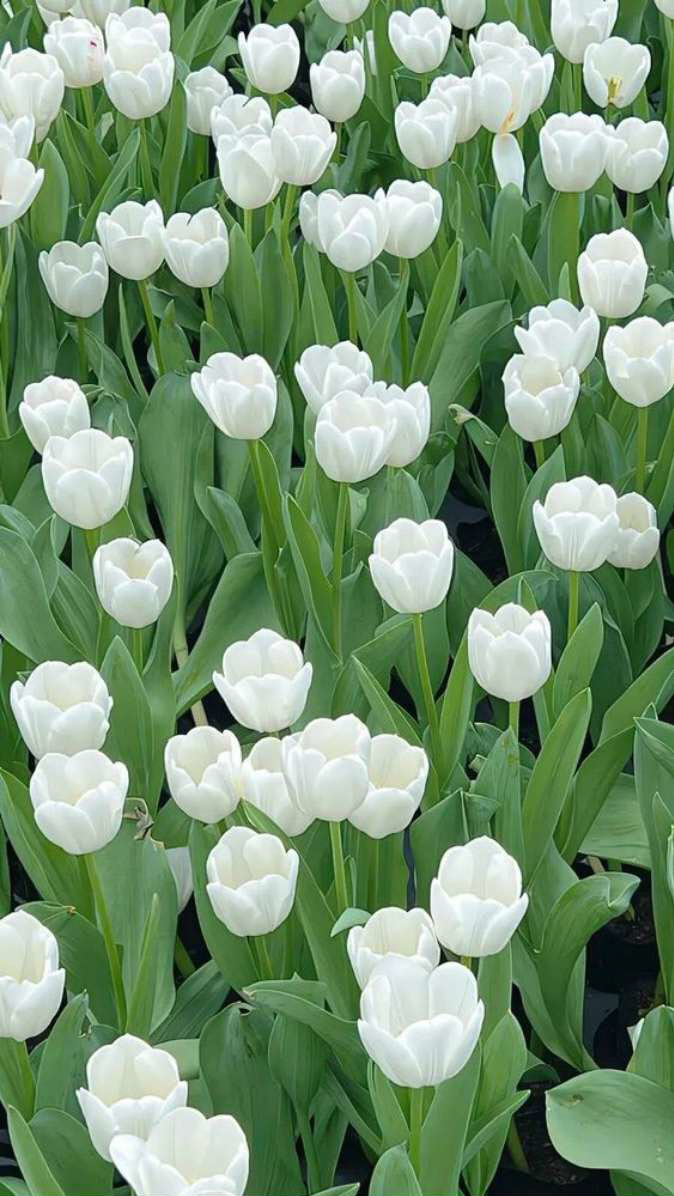 Hình hoa Tulip trắng tuyệt đẹp